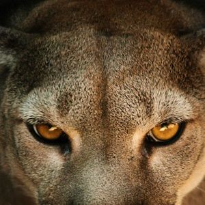 Meet your Posher, Leilanis